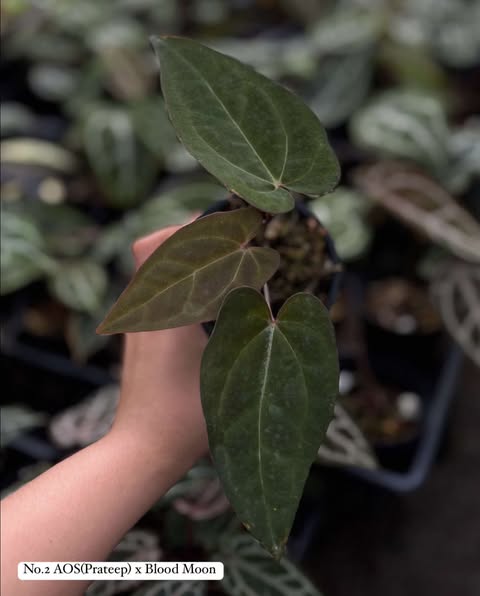 Anthurium AOS (Prateep) x Blood Moon