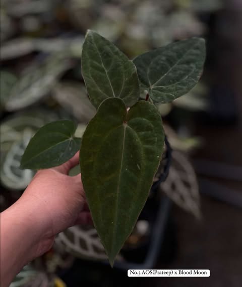 Anthurium AOS (Prateep) x Blood Moon