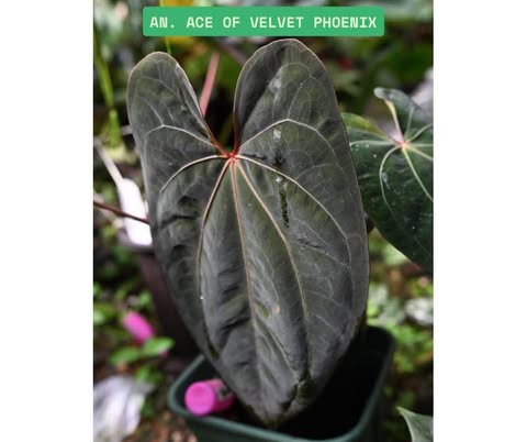 Anthurium Carlablackiae AU #2 x Ace of Velvet Phoenix