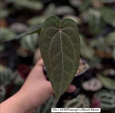 Anthurium AOS (Prateep) x Blood Moon
