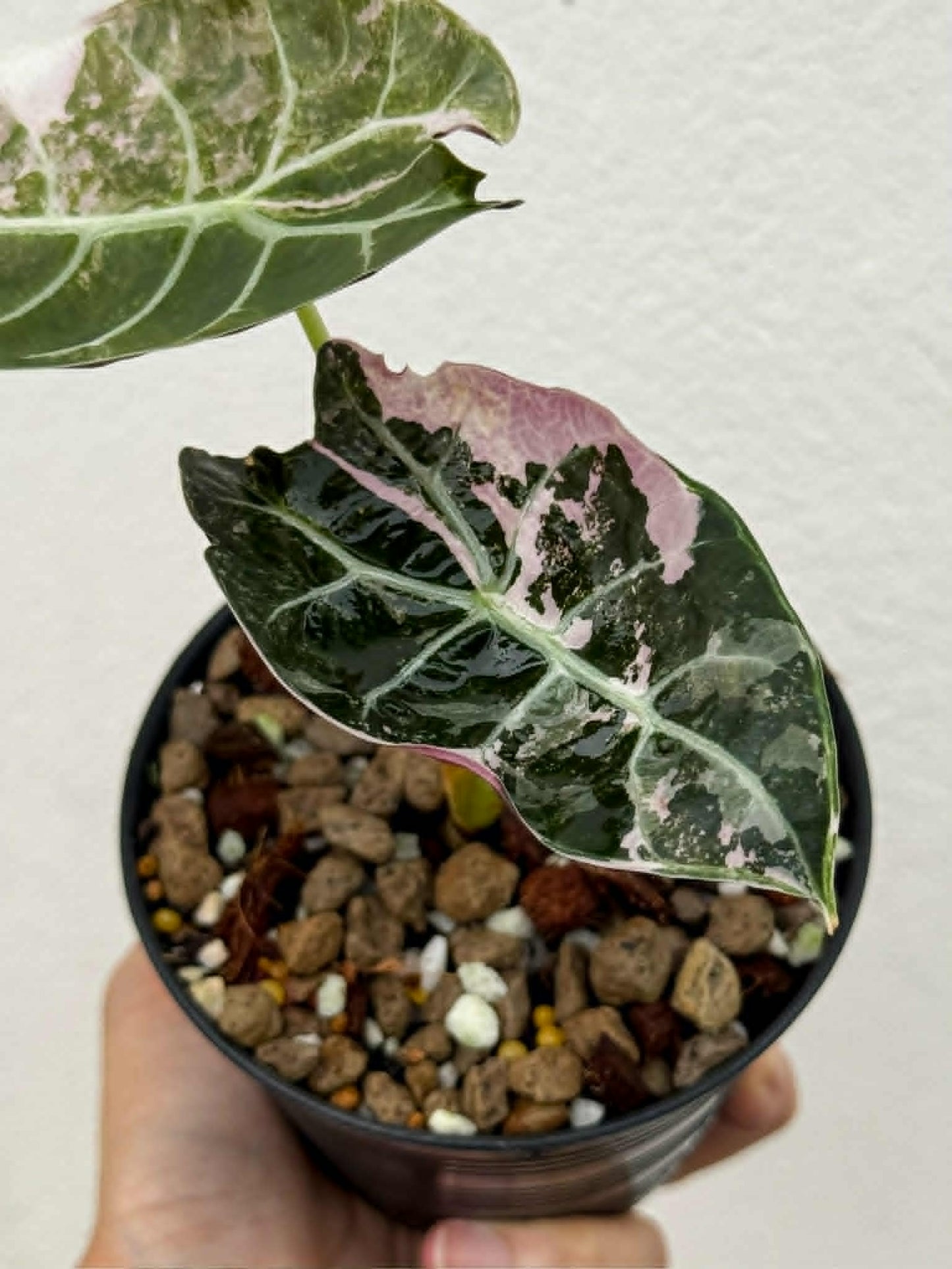 Alocasia Watsoniana Doff True Pink (Not Mint) - Pre Order