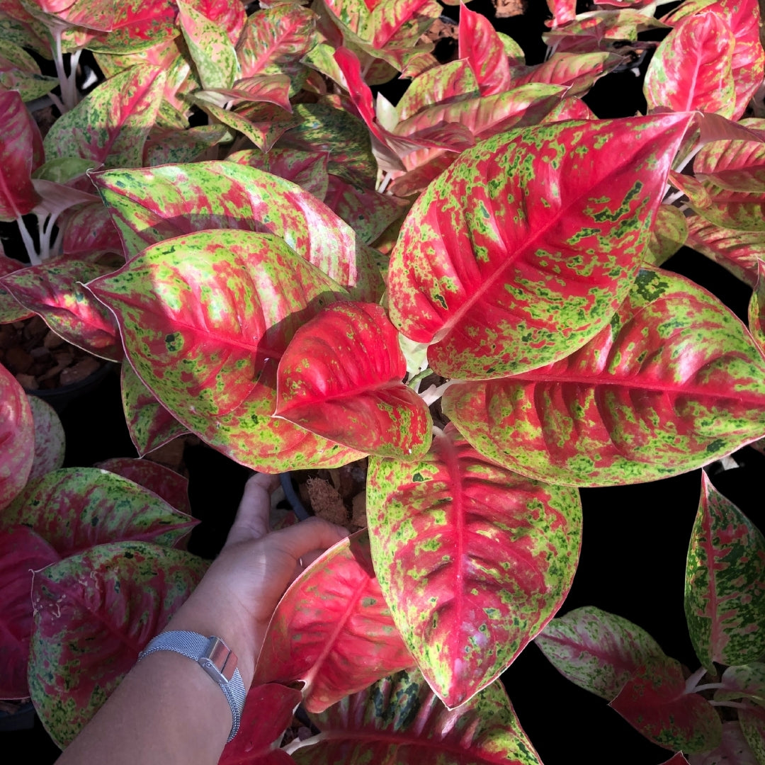 Aglaonema Mahasedtee (Red) (PRE-ORDER) - JAN084