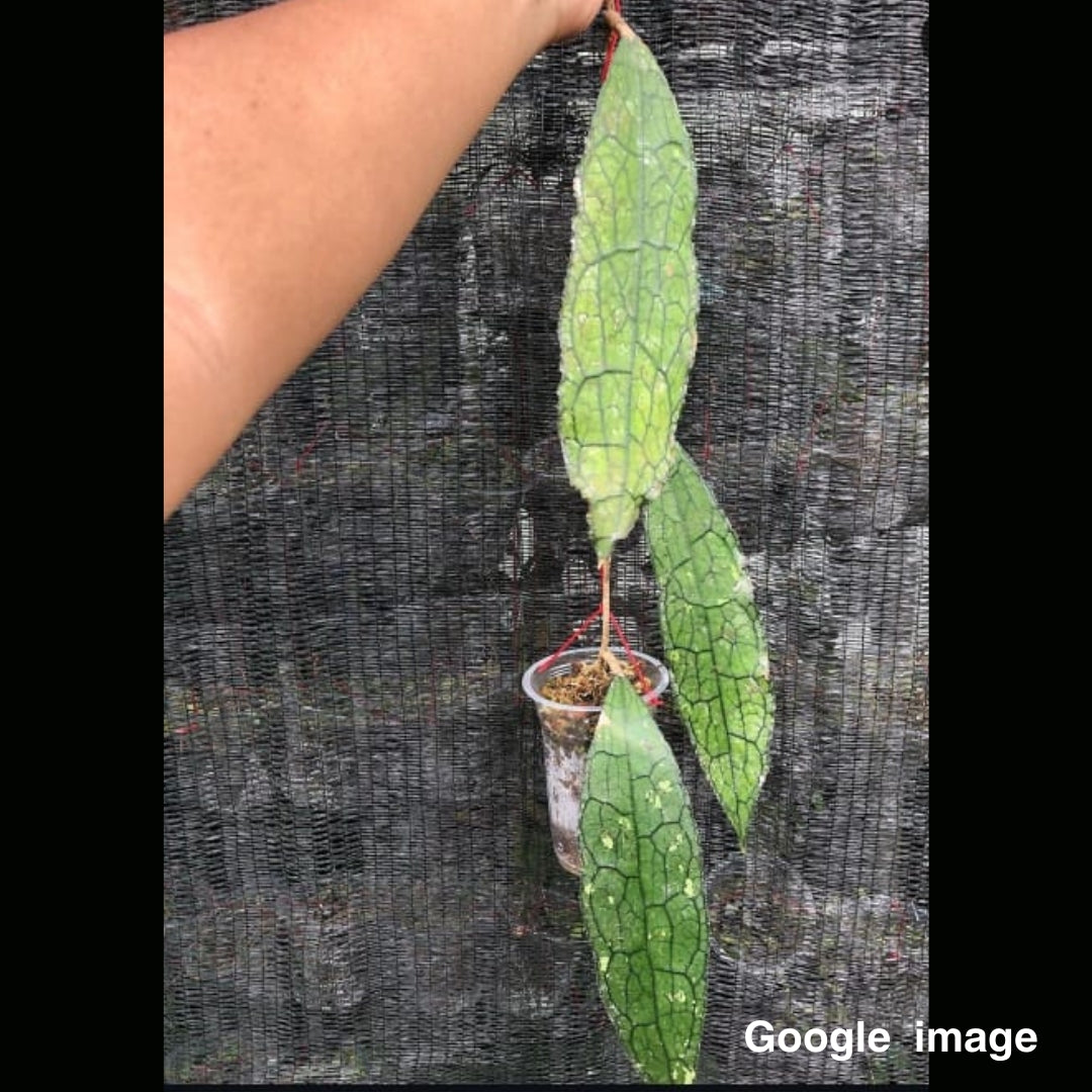 Hoya Clemensiorum Long Leaves Medium (PRE-ORDER)-JULY084