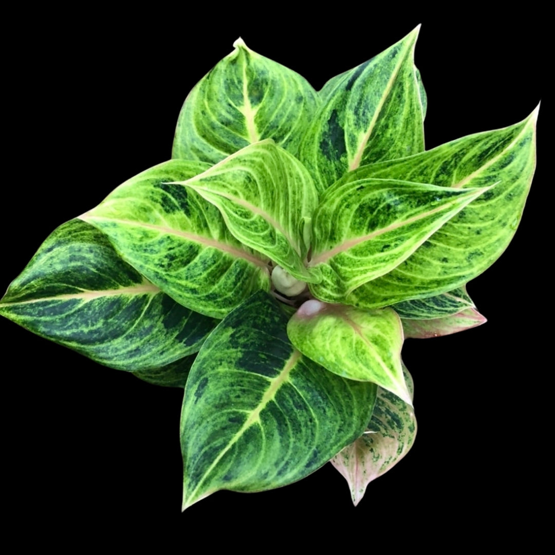 Aglaonema Mahasombat (PRE-ORDER) - JAN085