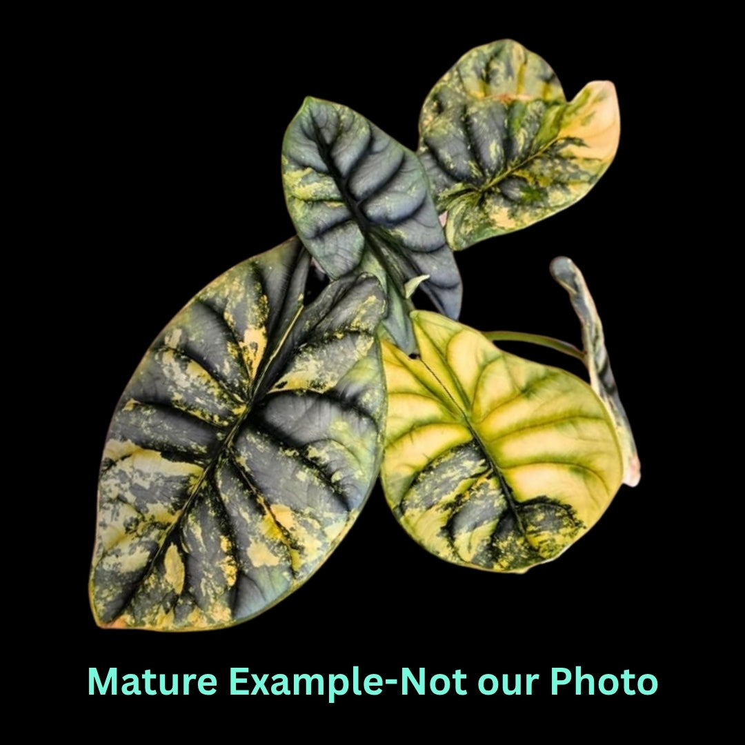 Alocasia Silver Dragon Aurea Var (9cm Pot) - Pre Order JU79