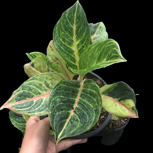 Aglaonema Mahasombat (Dark Green) (PRE-ORDER) - JAN086