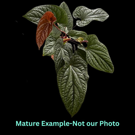 Anthurium Devil (Radicans x Luxurians)- Pre Order JU36