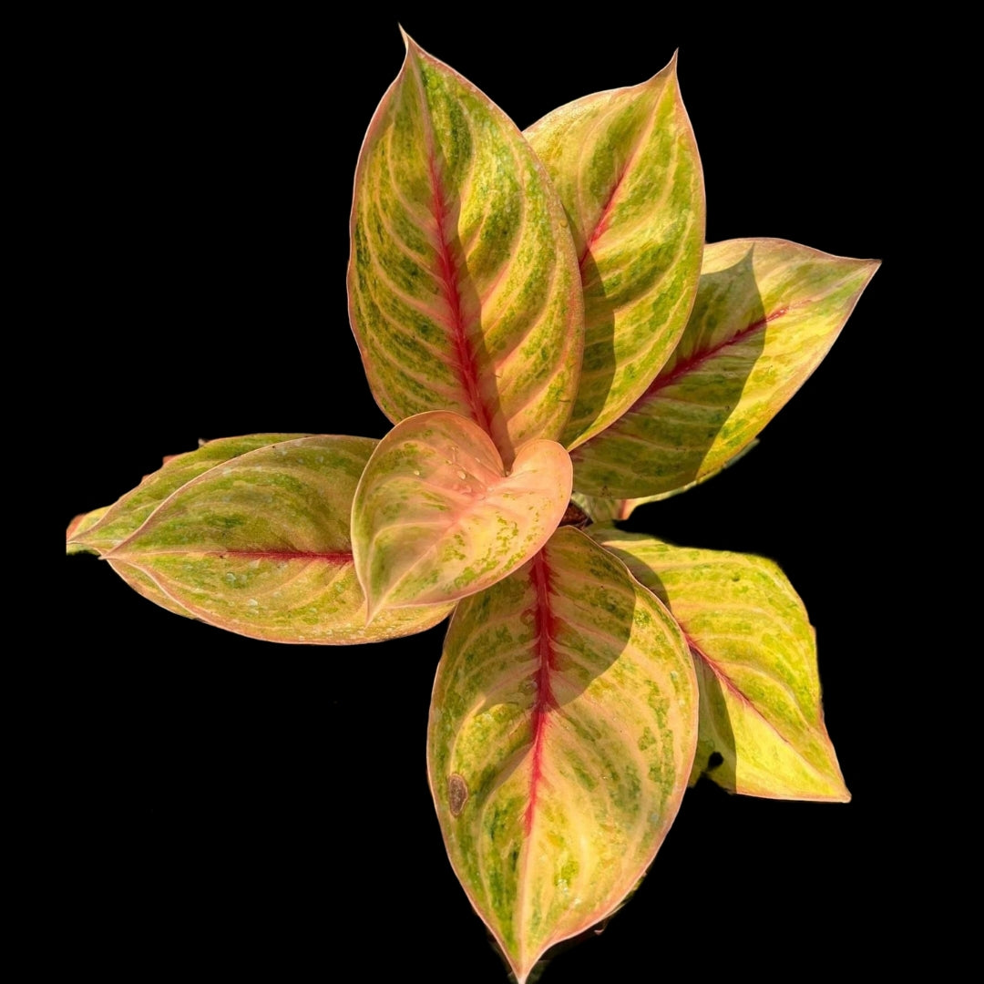 Aglaonema Mekasari (PRE-ORDER) - JAN087