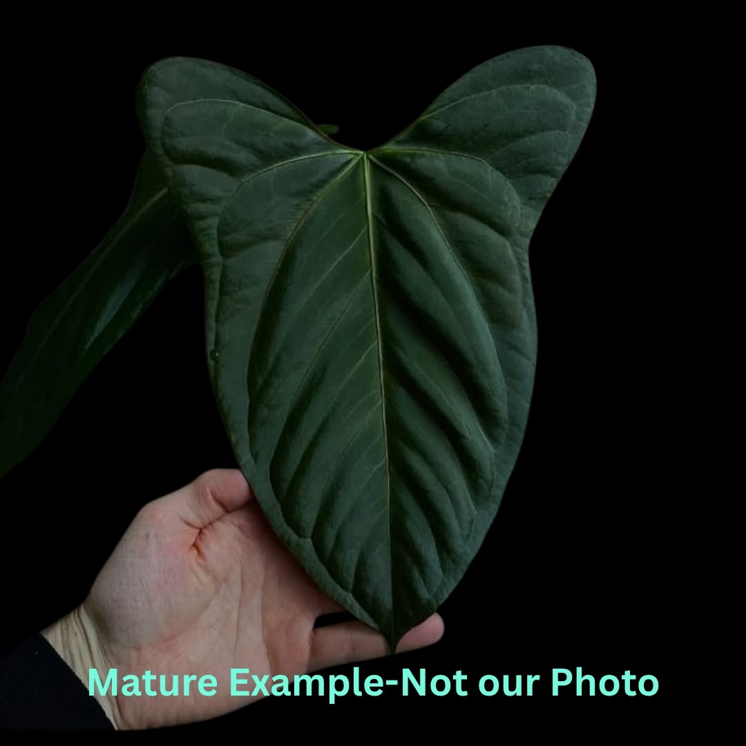 Anthurium Indo Portillae x Dark Phoenix- Pre Order JU37