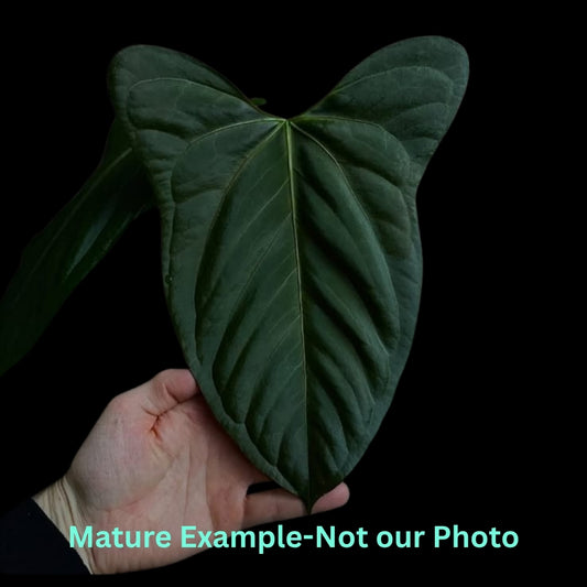 Anthurium Indo Portillae x Dark Phoenix- Pre Order JU37