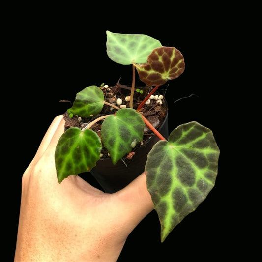 Begonia Leopard sp. (PRE-ORDER)-JUL088