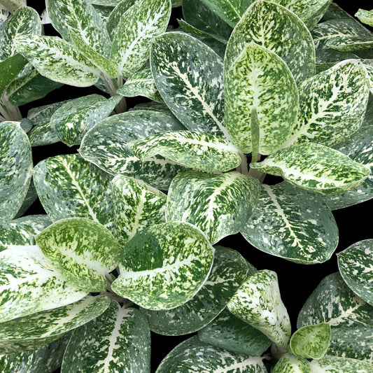 Aglaonema Milky Way (PRE-ORDER) - JAN088