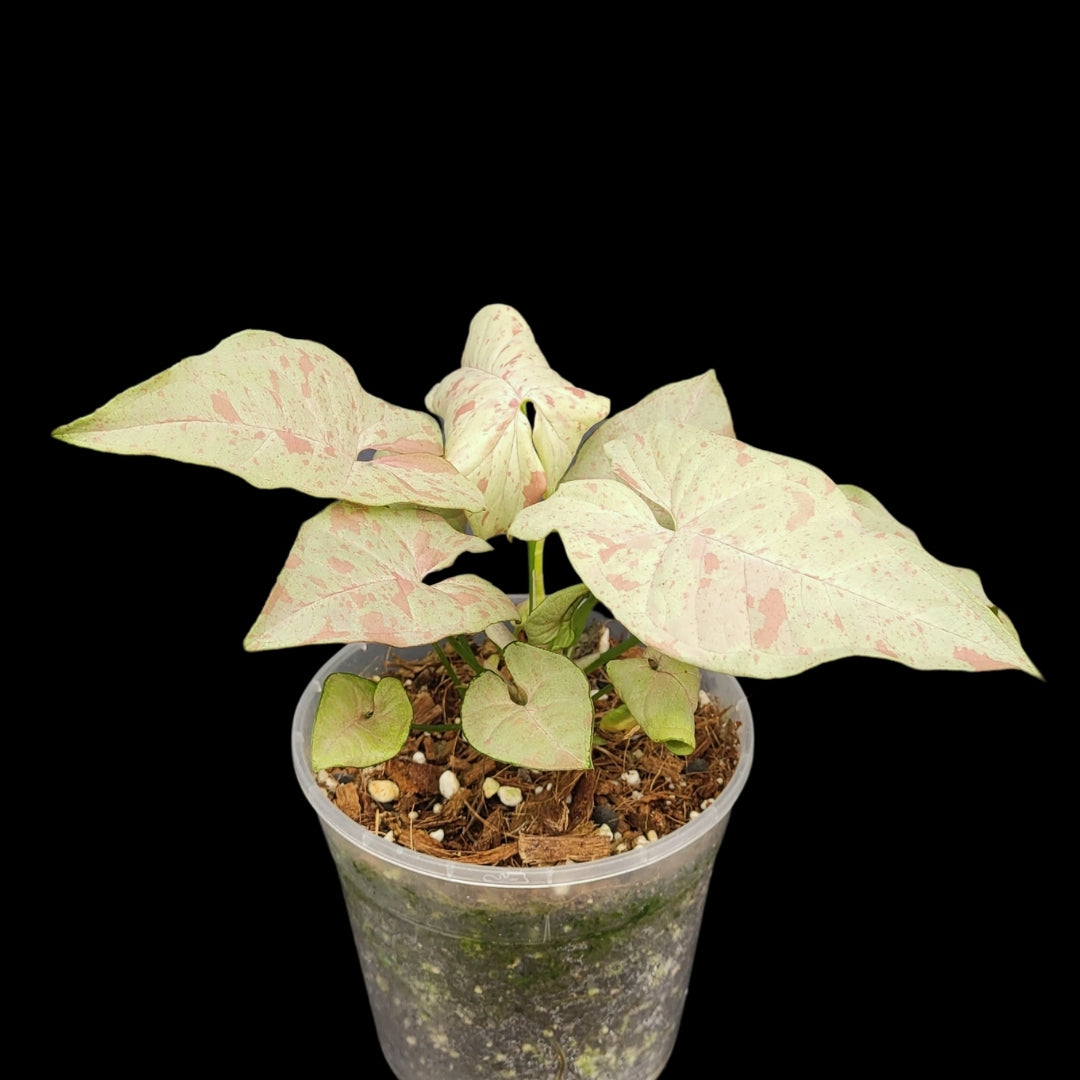 Syngonium Milk Confetti-24595