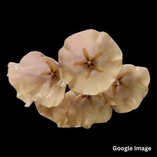 Hoya Campanulata SR2009-007(Thong Muan) (Medium) PRE-ORDER-JULY088
