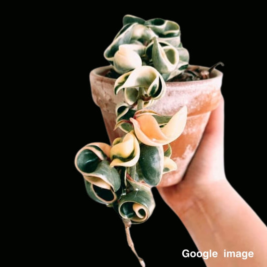 Hoya Compacta Albomarginata Medium (PRE-ORDER)-JULY088