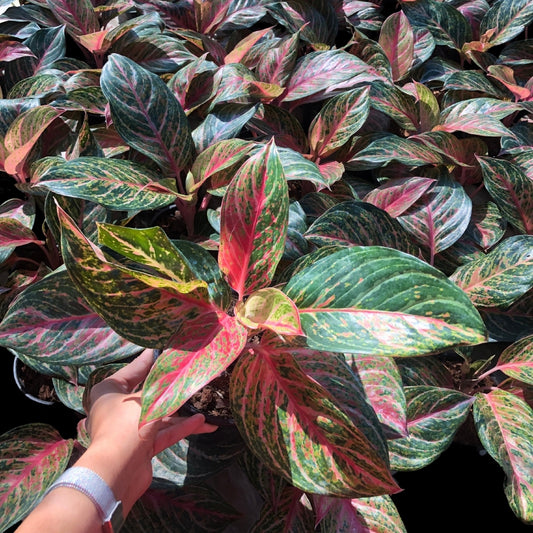 Aglaonema Miss Thailand (PRE-ORDER) - JAN089