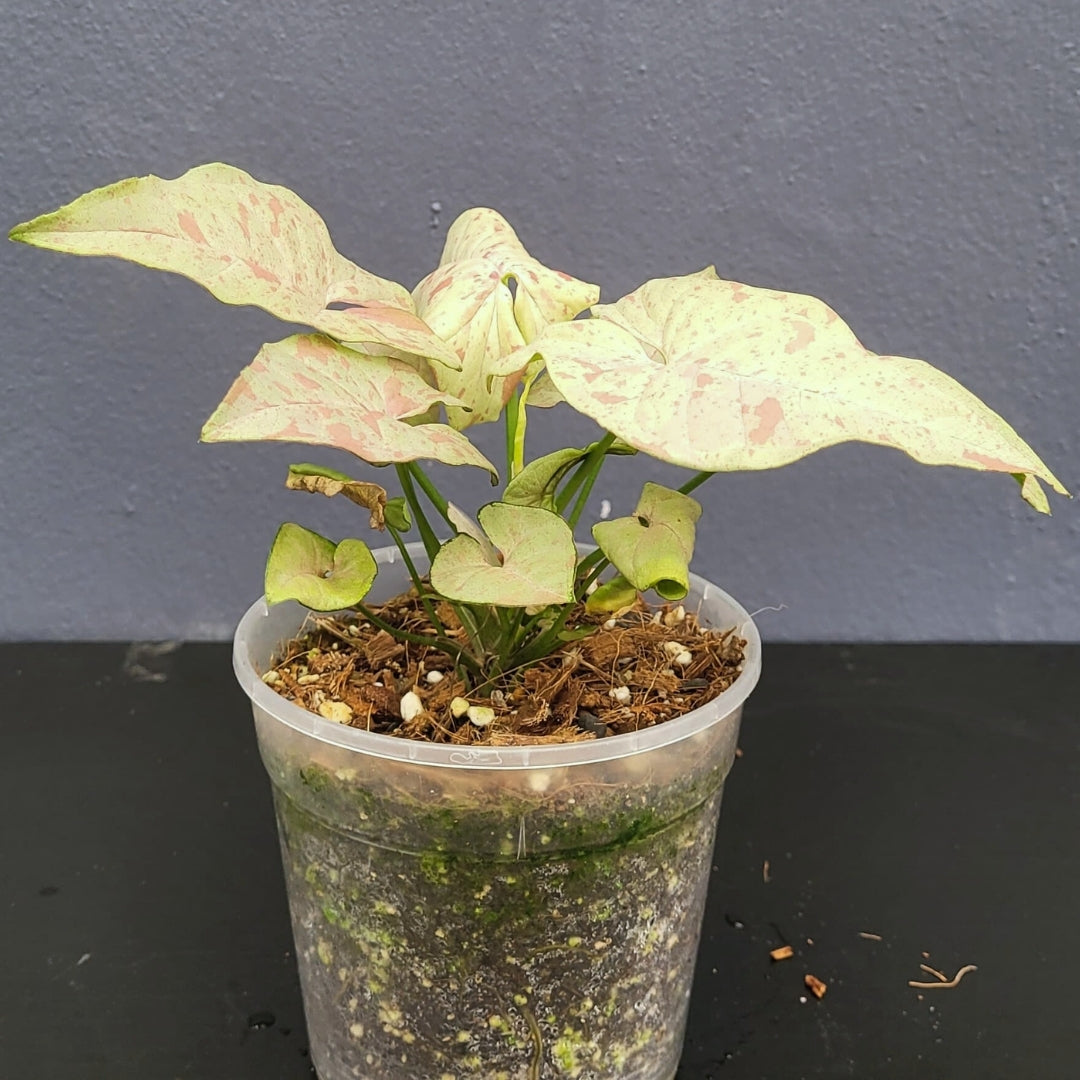 Syngonium Milk Confetti-24595