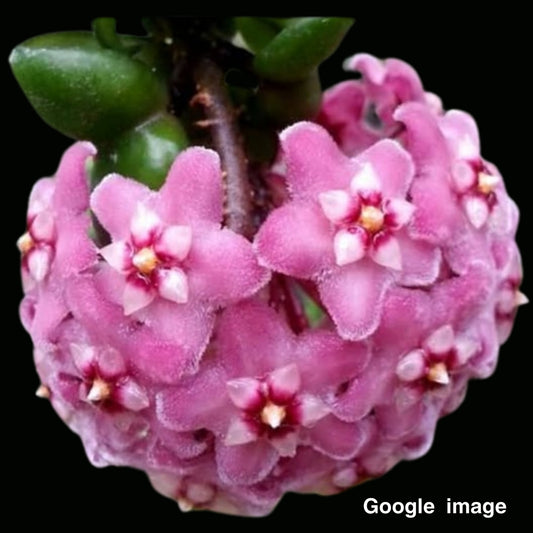 Hoya Compacta New (Dark Pink) Larger (PRE-ORDER)-JULY089