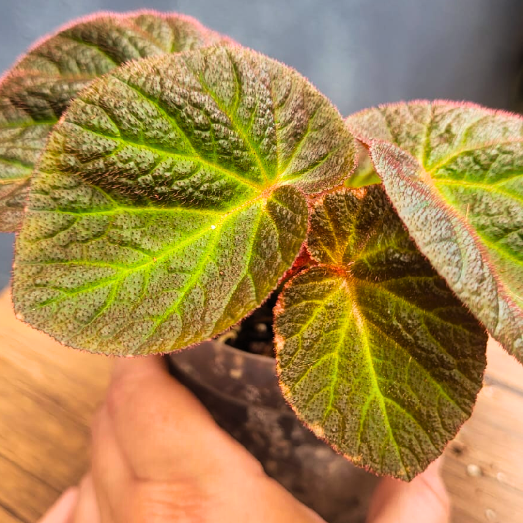 Begonia Manaus (PRE-ORDER)-JUL098