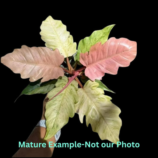Philodendron Strawberry Caramel Var (9cm Pot) - Pre Order JU8