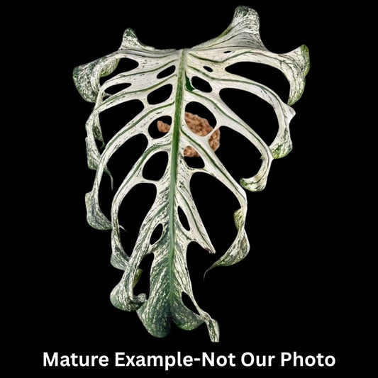 Monstera Deliciosa  Devil Monster Tissue Culture (PRE-ORDER) -TC0101