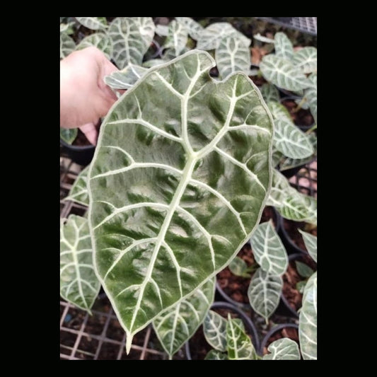 Alocasia Watsonia (PRE-ORDER)-JUL02