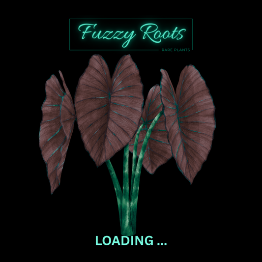 Colocasia Esculenta “Mojito Tissue Culture (PRE-ORDER)-TC160