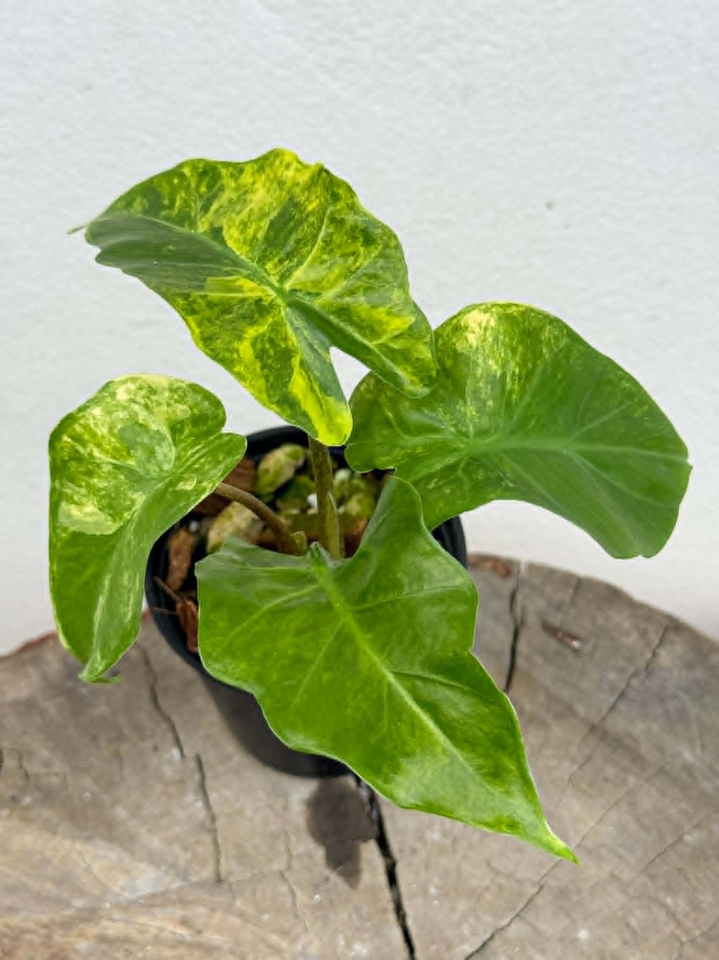 Alocasia Low Rider Aurea - Pre Order