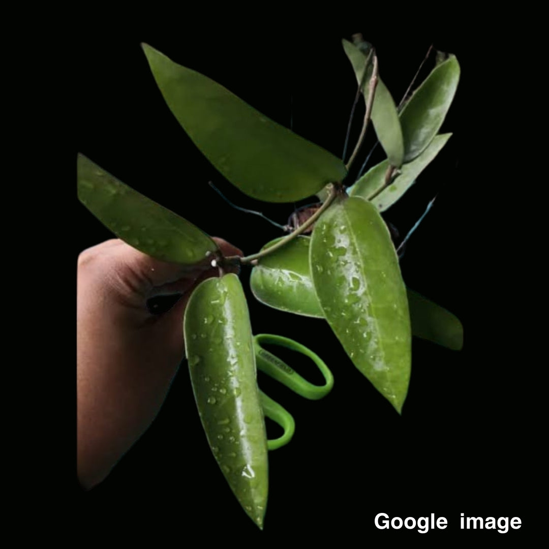 Hoya Acuta Spoon leaves (PRE-ORDER)-JULY008