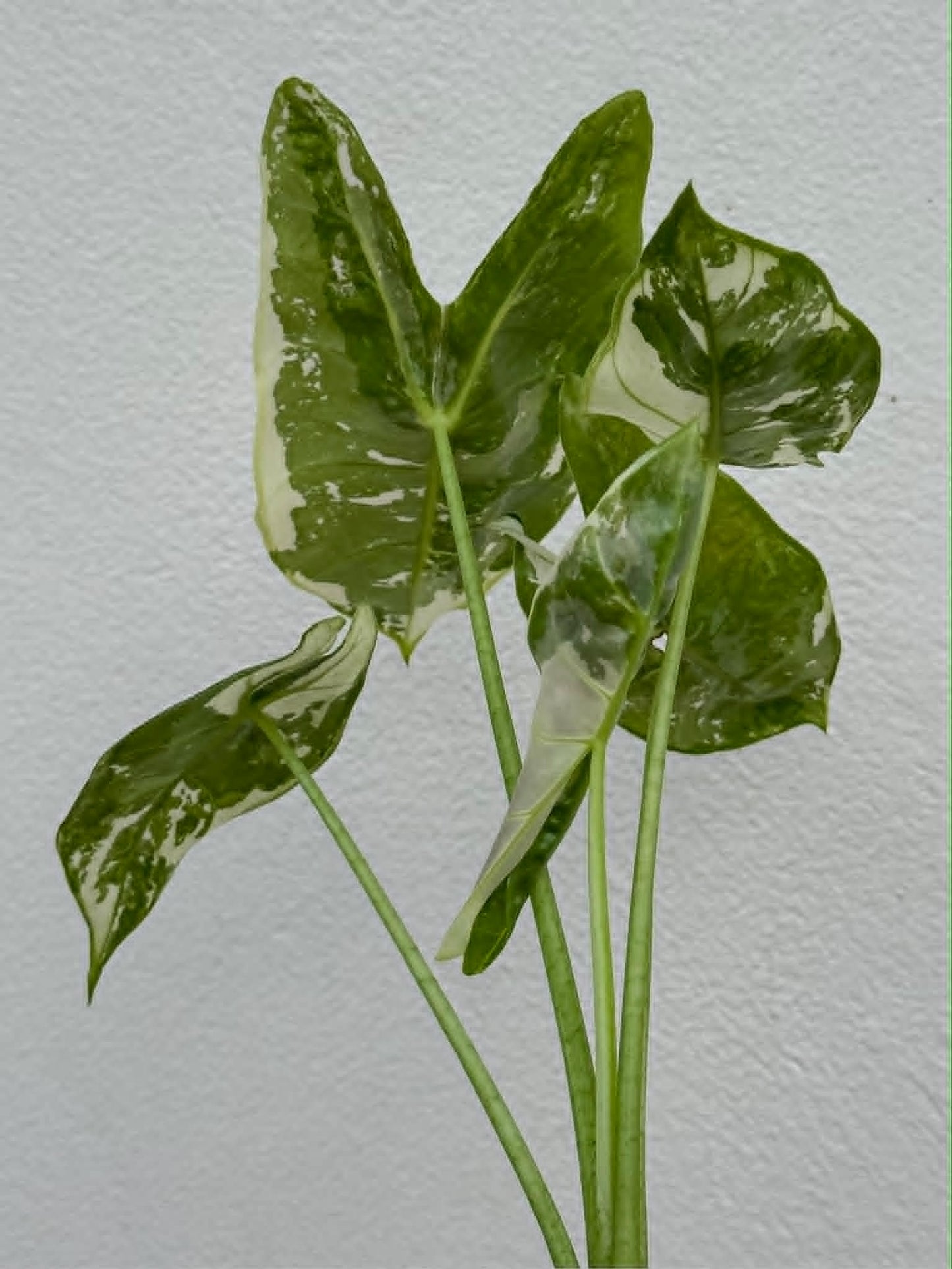 Alocasia Longiloba Albo (Back Pink) - Pre Order