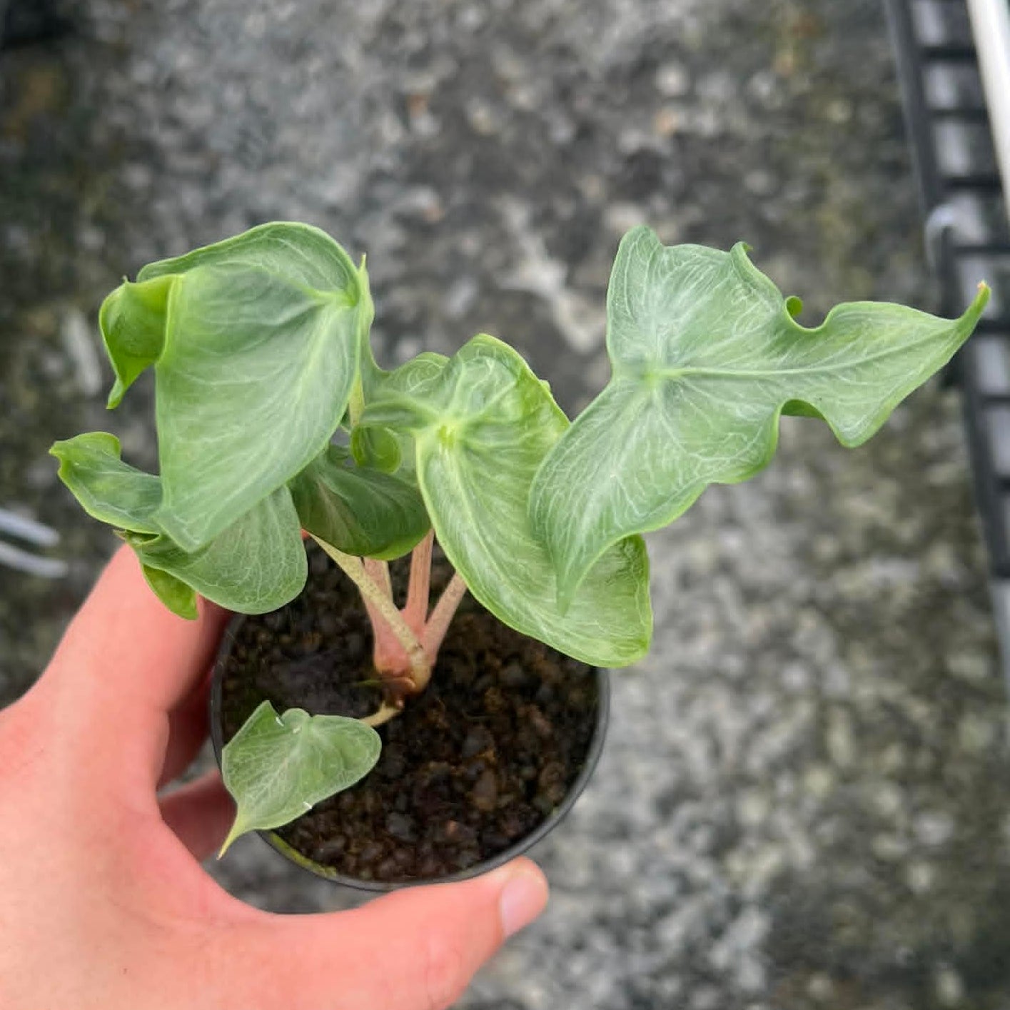Alocasia Holy Grail - Pre Order