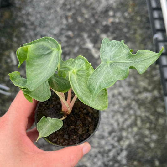 Alocasia Holy Grail - Pre Order
