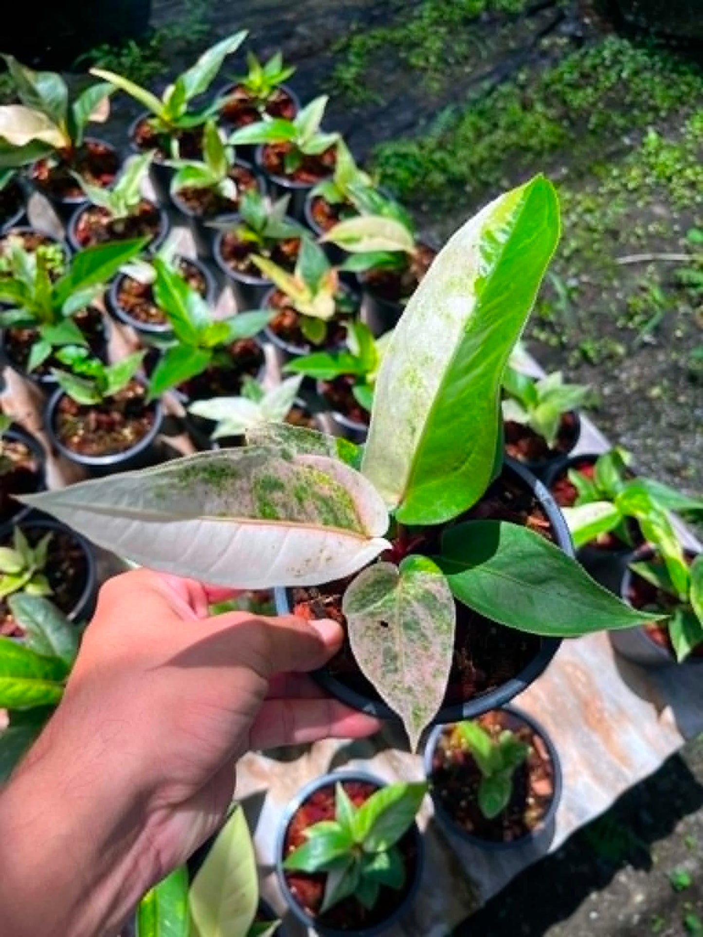 Anthurium 'Renaissance' Variegated - Pre Order