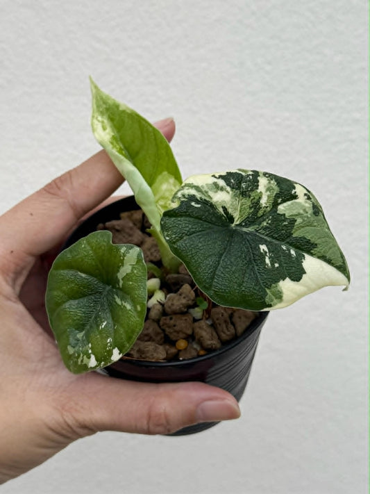 Alocasia Melo Albo - Pre Order