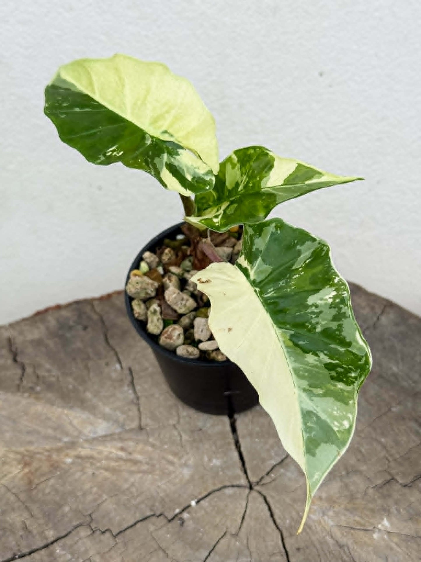 Alocasia Low Rider Albo - Pre Order