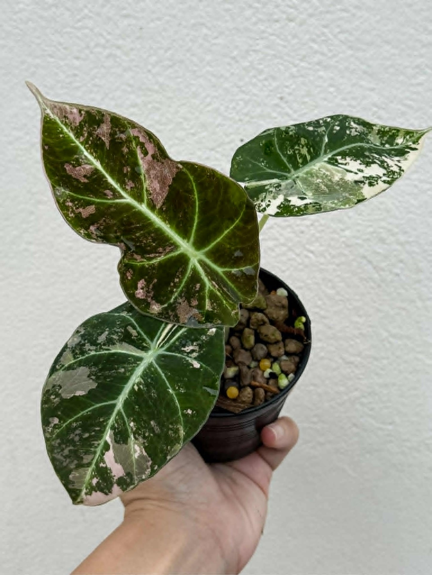 Alocasia Black Velvet Pink - Pre Order
