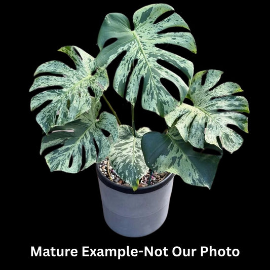 Monstera Bulbasaur Tissue Culture (PRE-ORDER) -TC0103