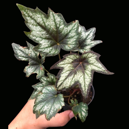 Begonia Little Brother Montgomery (PRE-ORDER)-JUL090