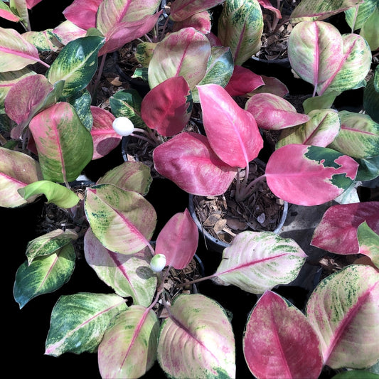 Aglaonema Miss World (PRE-ORDER) - JAN090