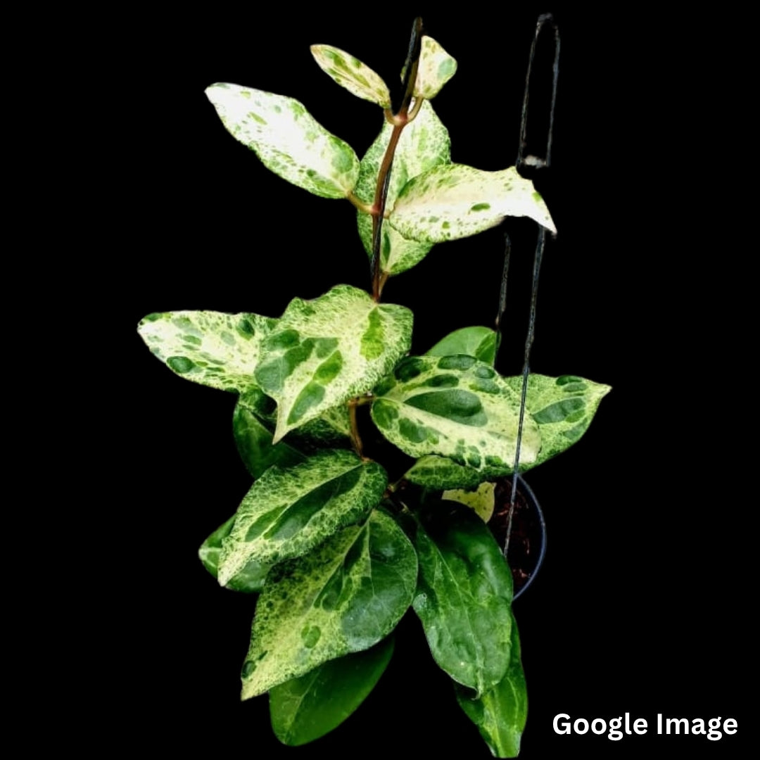 Hoya Candy Variegated (Small) PRE-ORDER-JULY090