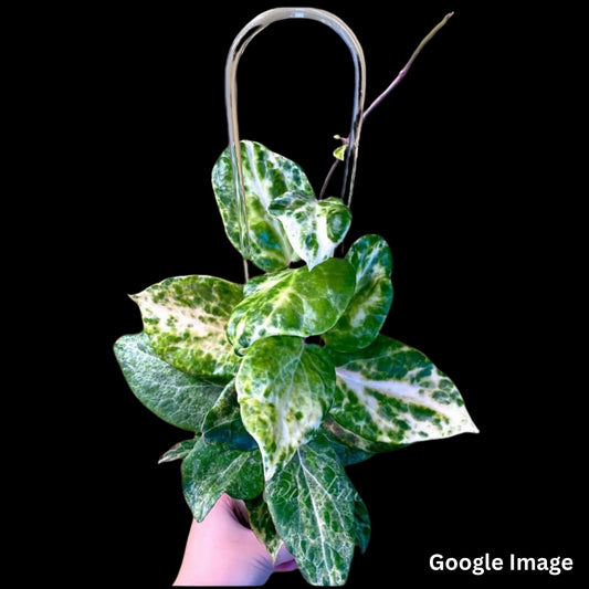 Hoya Candy Variegated (Small) PRE-ORDER-JULY090