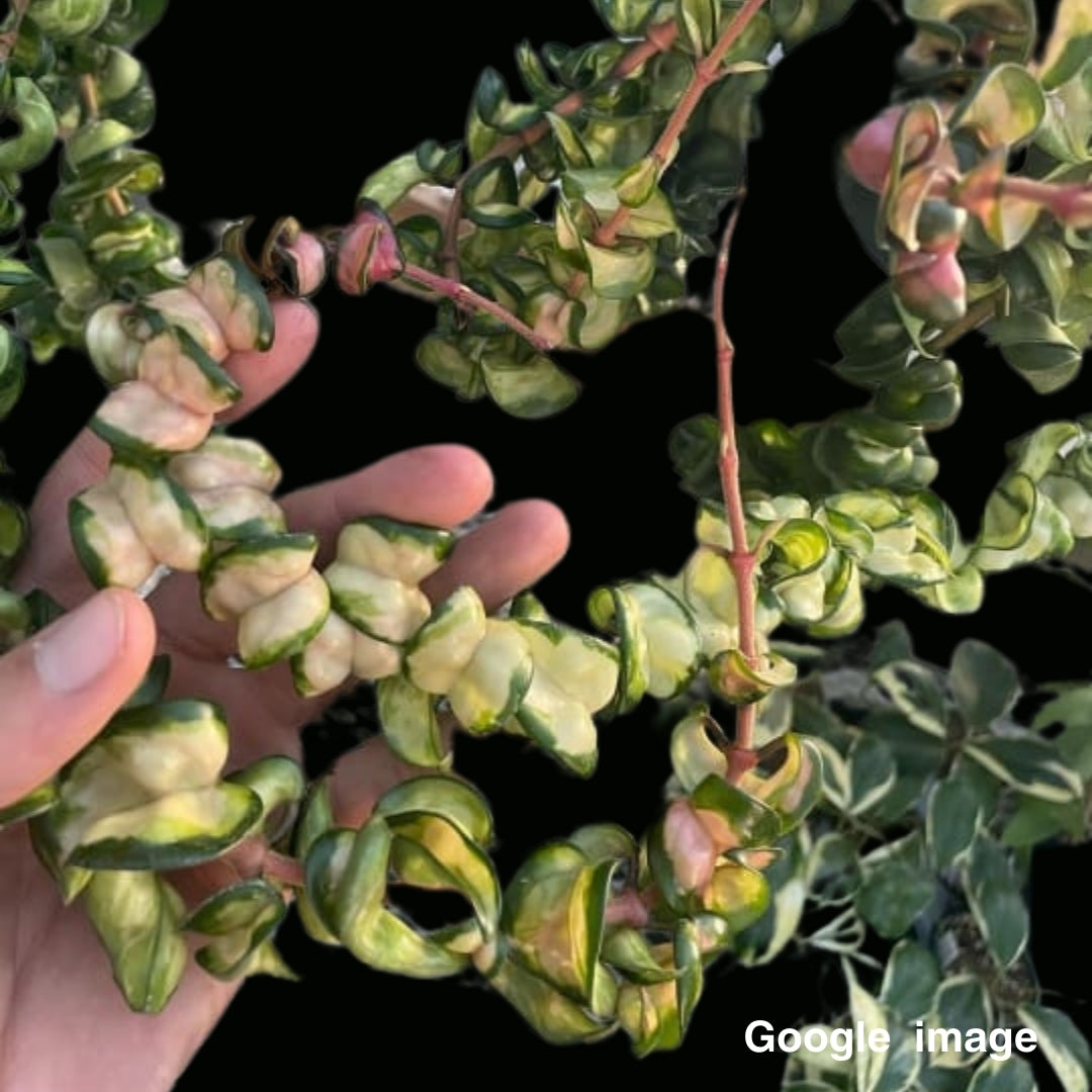 Hoya Compacta Variegated (Medium) PRE-ORDER-JULY090 – Fuzzy Roots