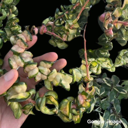 Hoya Compacta Variegated (Medium) PRE-ORDER-JULY090