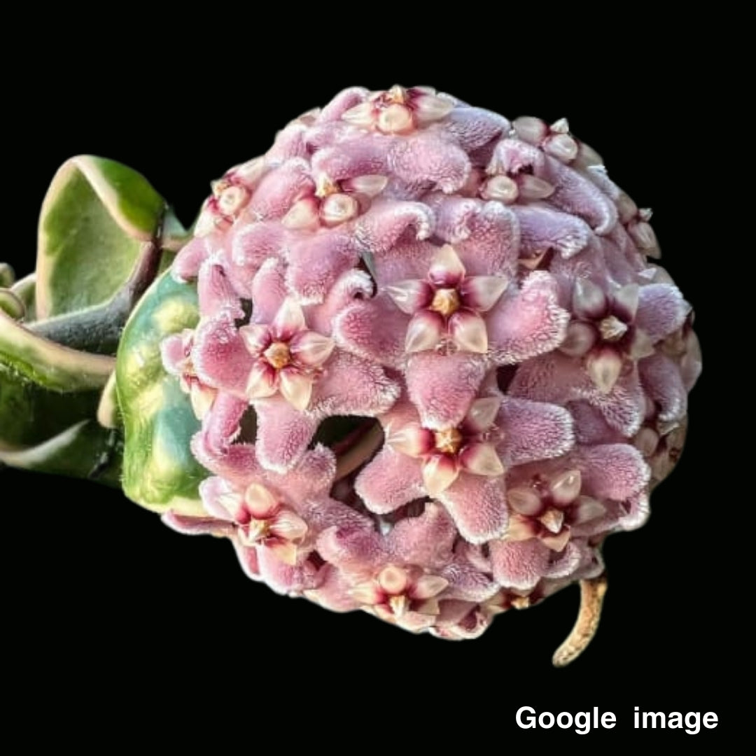 Hoya Compacta Variegated (Medium) PRE-ORDER-JULY090