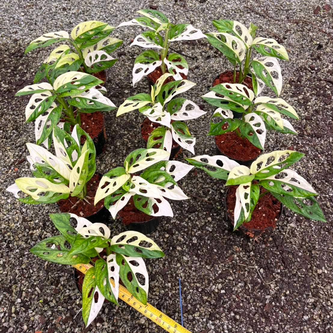 Monstera Adansonii Albo - Pre Order