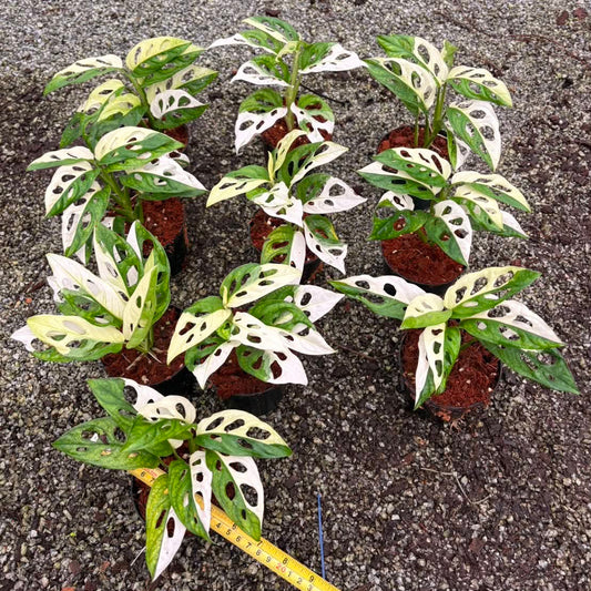 Monstera Adansonii Albo - Pre Order