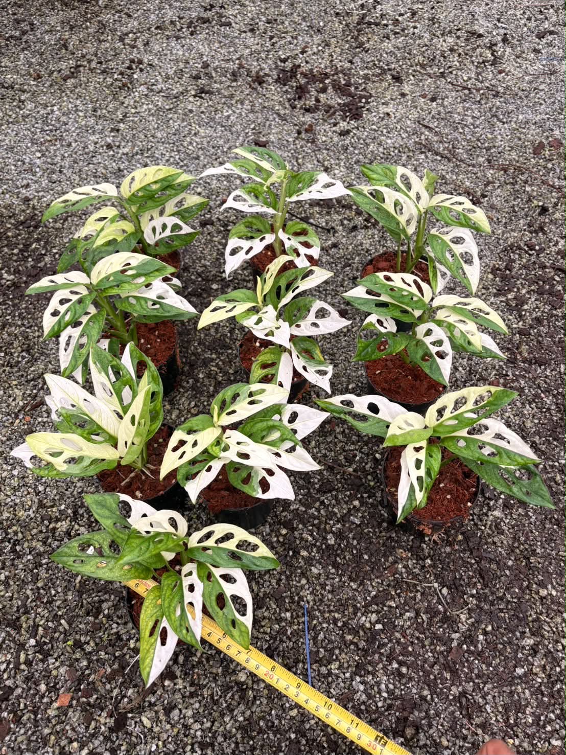 Monstera Adansonii Albo - Pre Order