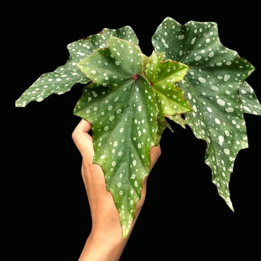 Begonia Lois burke (PRE-ORDER)-JUL091