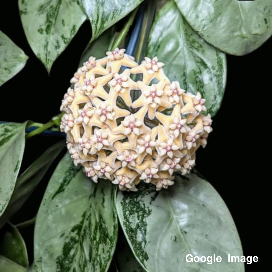 Hoya Coriacea Silver Medium (PRE-ORDER)-JULY091