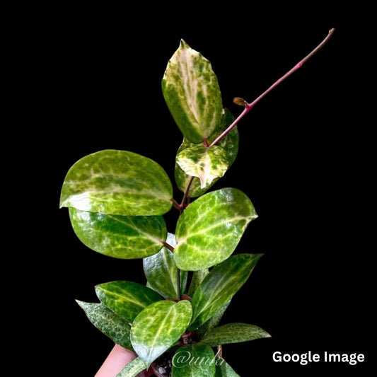 Hoya Crocodile (Small) PRE-ORDER-JULY091